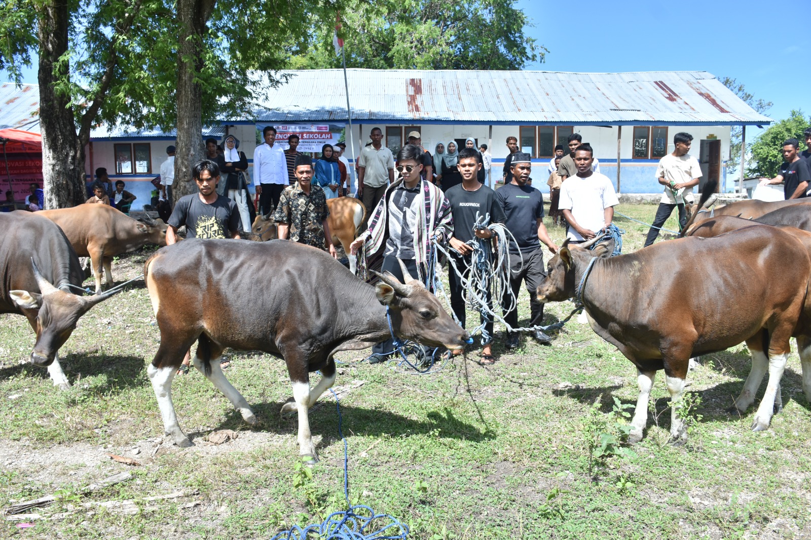 Sebanyak 16 ekor Sapi telah disalurkan kepada masyarakat, daging Qurban bukan hanya dibagikan kepada warga Pulau Longos dan sekitarnya 